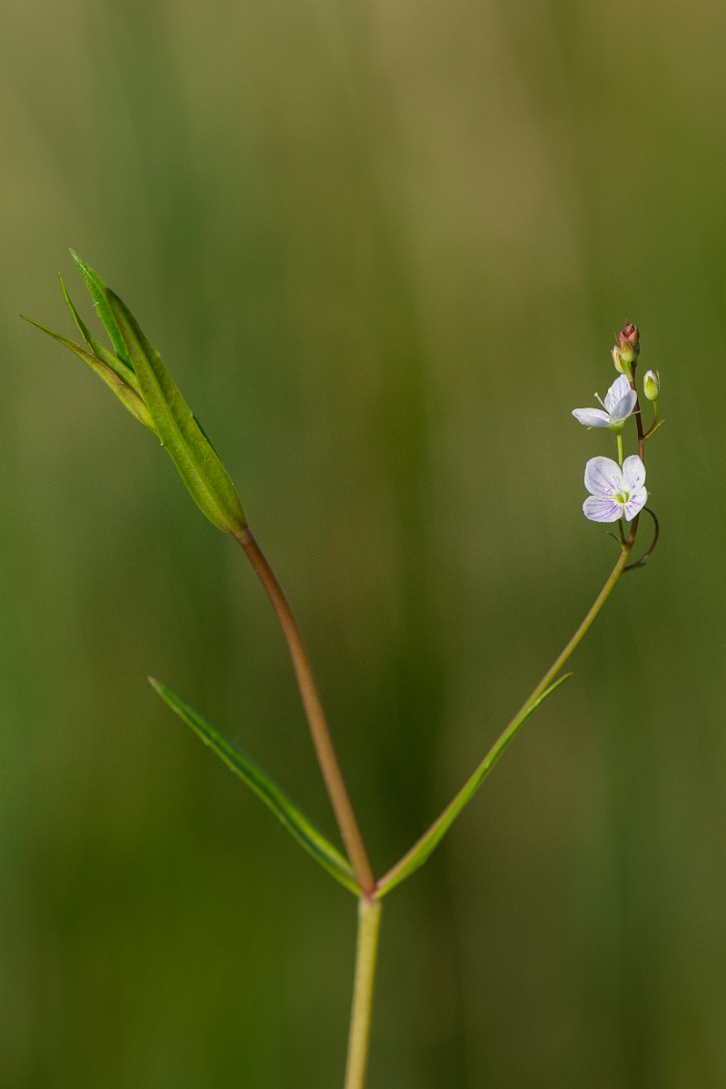 David Plant Photography - Wildlife Photography - Marsh speedwell - C.JPG - Marsh speedwell - Cambridgeshire