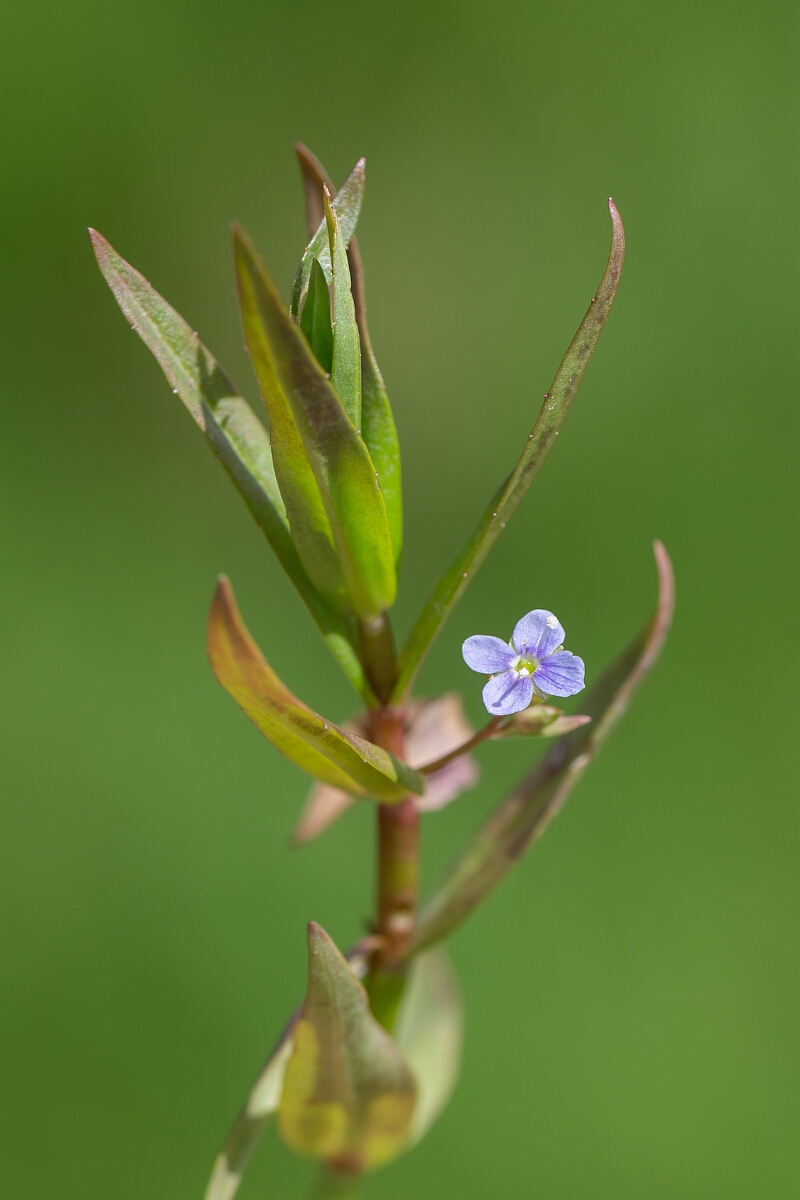 David Plant Photography - Wildlife Photography - Marsh speedwell - E.jpg - Marsh speedwell, Veronica scutellata, flower - Norfolk