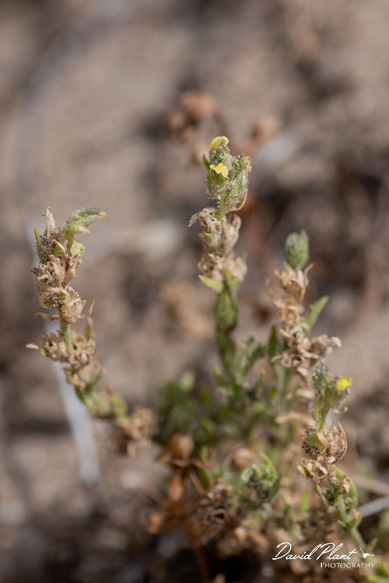 David Plant Photography - Wildlife Photography - Sand toadflax - A.jpg - Sand toadflax, Linaria arenaria - Devon