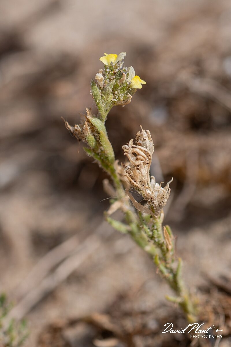 David Plant Photography - Wildlife Photography - Sand toadflax - C.jpg - Sand toadflax, Linaria arenaria - Devon