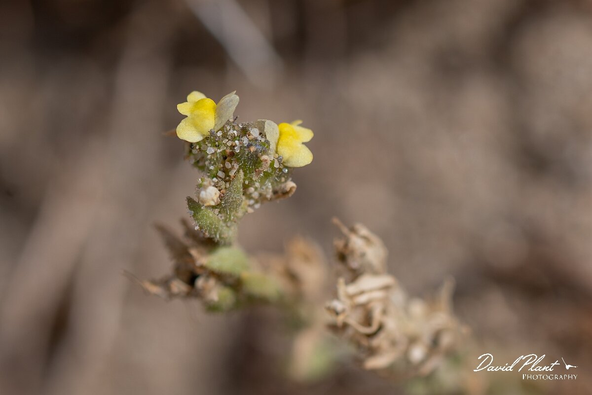 David Plant Photography - Wildlife Photography - Sand toadflax - D.jpg - Sand toadflax, Linaria arenaria - Devon