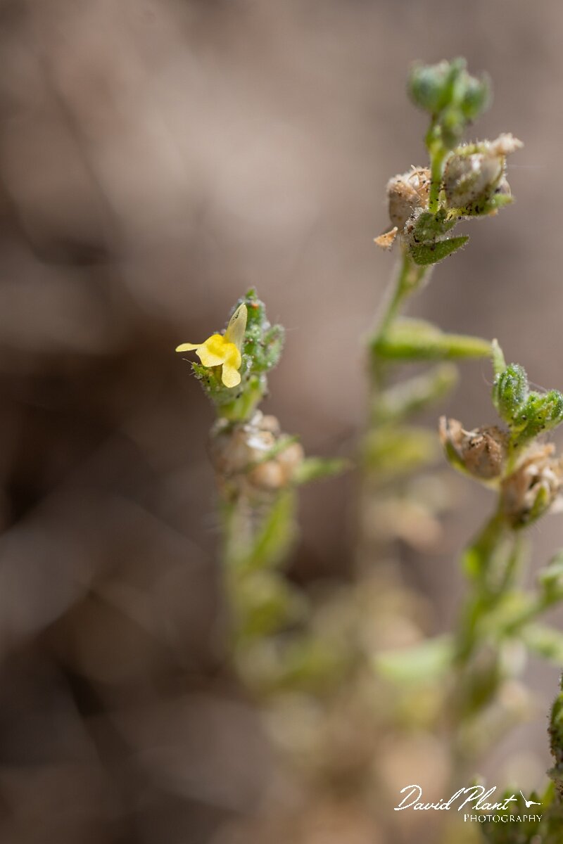 David Plant Photography - Wildlife Photography - Sand toadflax - E.jpg - Sand toadflax, Linaria arenaria - Devon