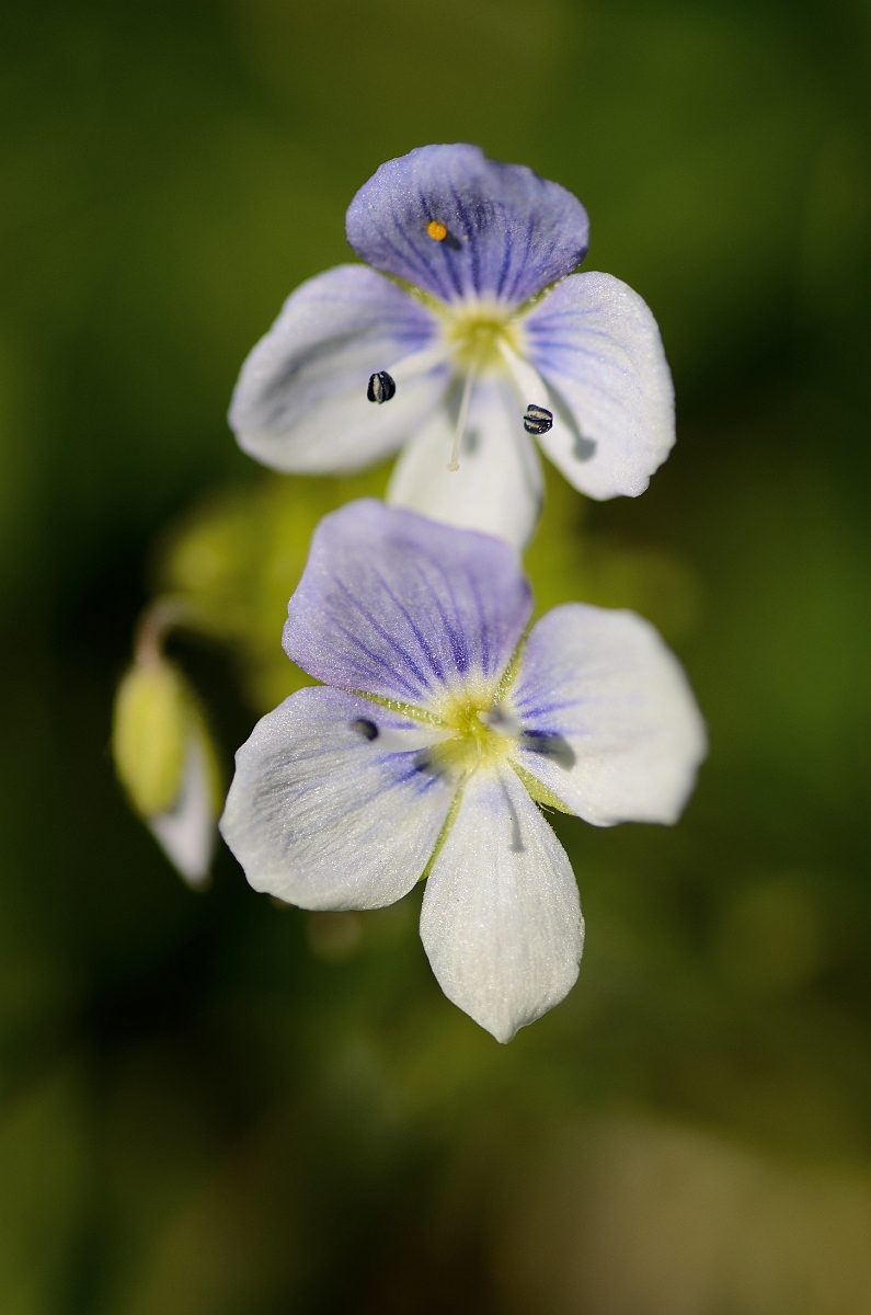 David Plant Photography - Wildlife Photography - Slender speedwell - B.jpg - Slender speedwell flowers - Cotswolds