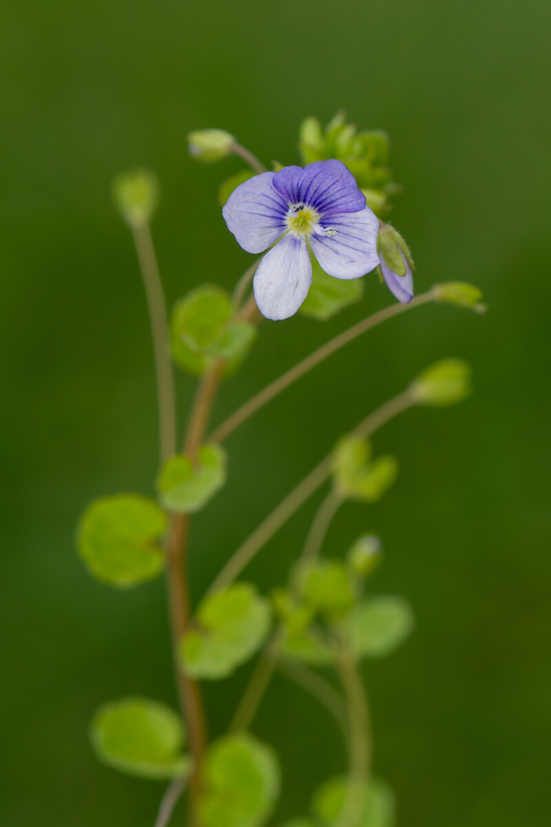 David Plant Photography - Wildlife Photography - Slender speedwell - D.jpg - Slender speedwell, flower - Gloucestershire