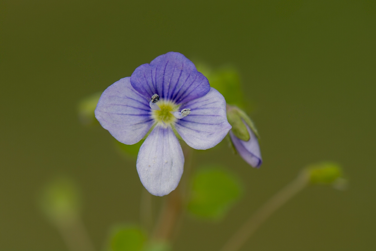 David Plant Photography - Wildlife Photography - Slender speedwell - E.jpg - Slender speedwell, flower - Gloucestershire