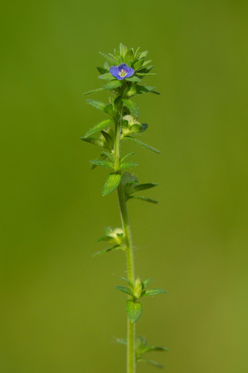 David Plant Photography - Wildlife Photography - Wall speedwell - C.JPG - Wall speedwell - Cambridgeshire