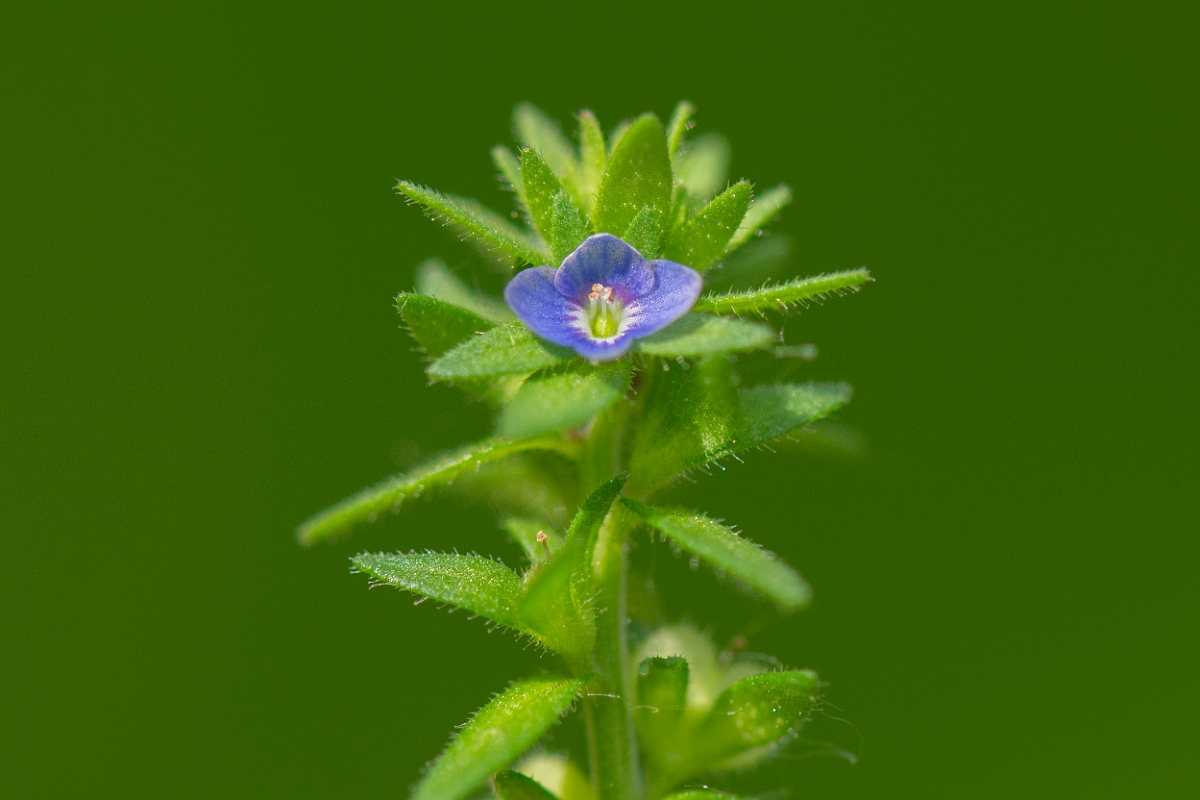 David Plant Photography - Wildlife Photography - Wall speedwell - D.JPG - Wall speedwell flower - Cambridgeshire