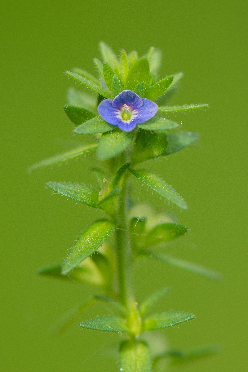David Plant Photography - Wildlife Photography - Wall speedwell - E.JPG - Wall speedwell - Cambridgeshire