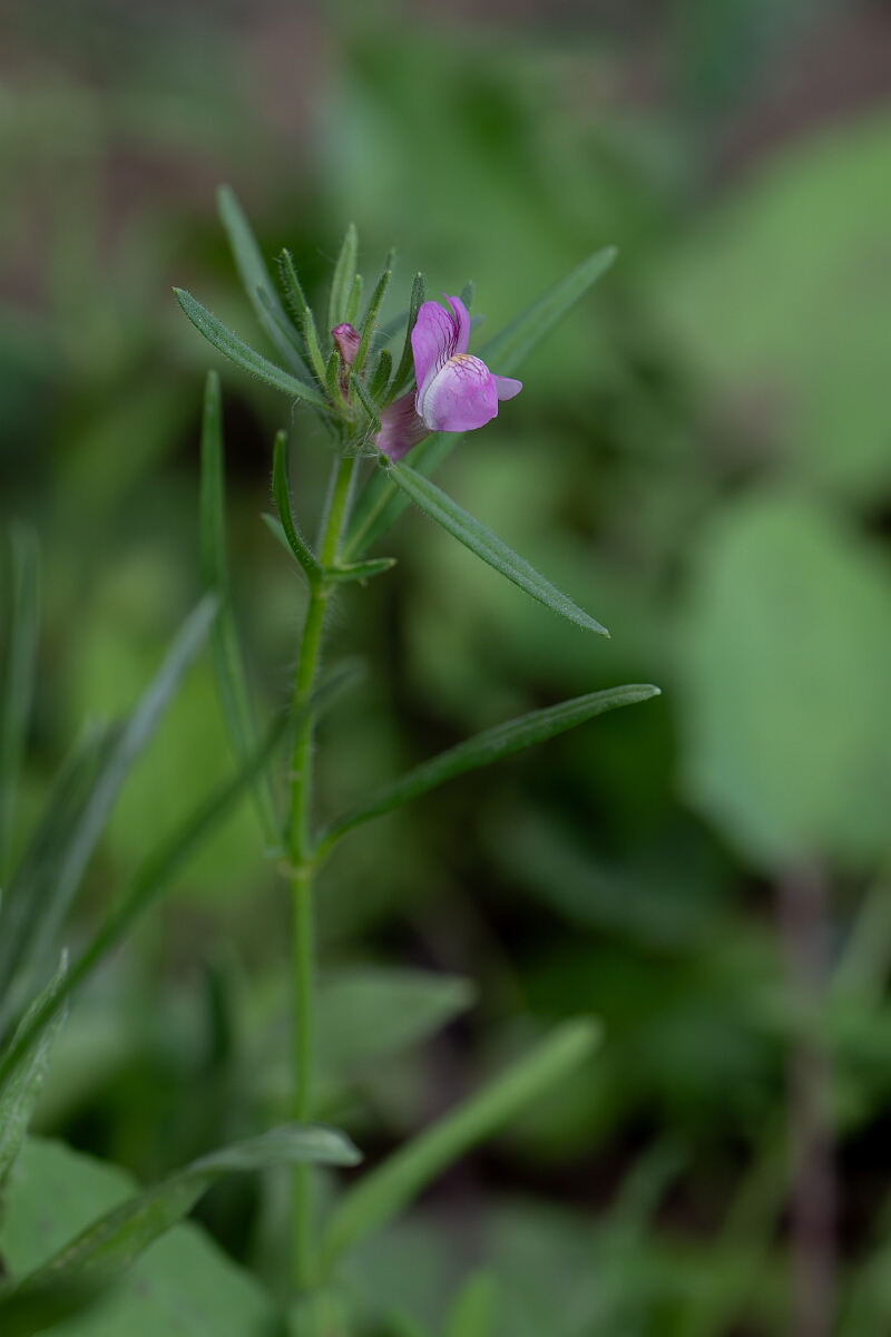 David Plant Photography - Wildlife Photography - Weasel's-snout - E.jpg - Weasel's-snout - Cambridgeshire