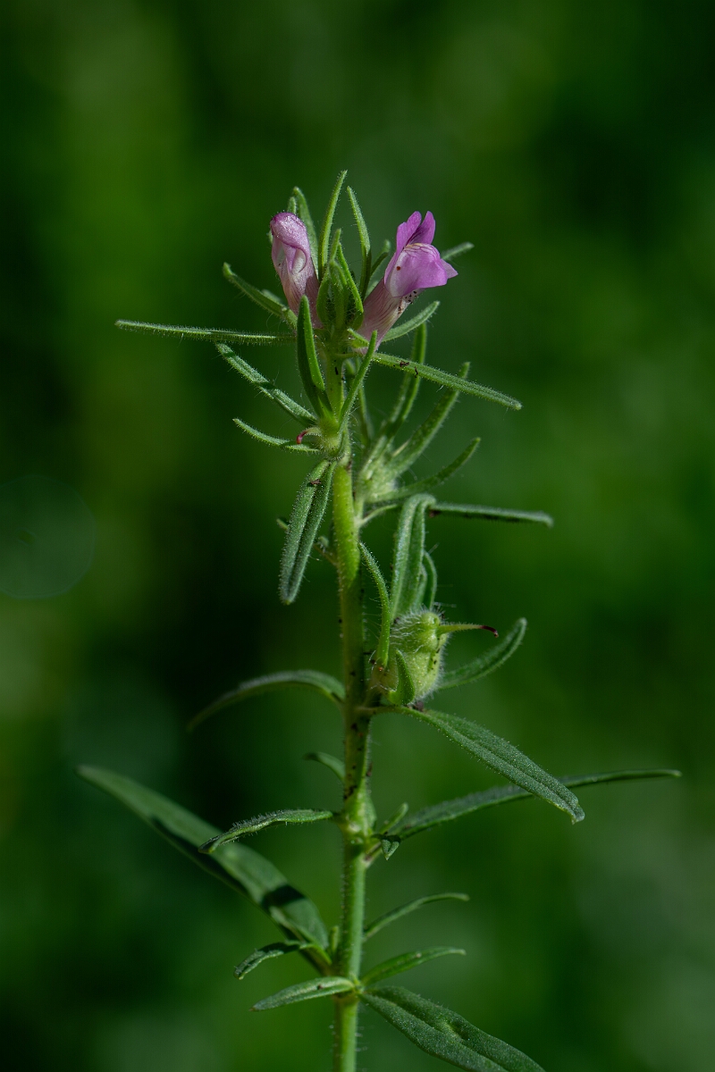 David Plant Photography - Wildlife Photography - Weasel's-snout - F.jpg - Weasel's-snout - Cambridgeshire