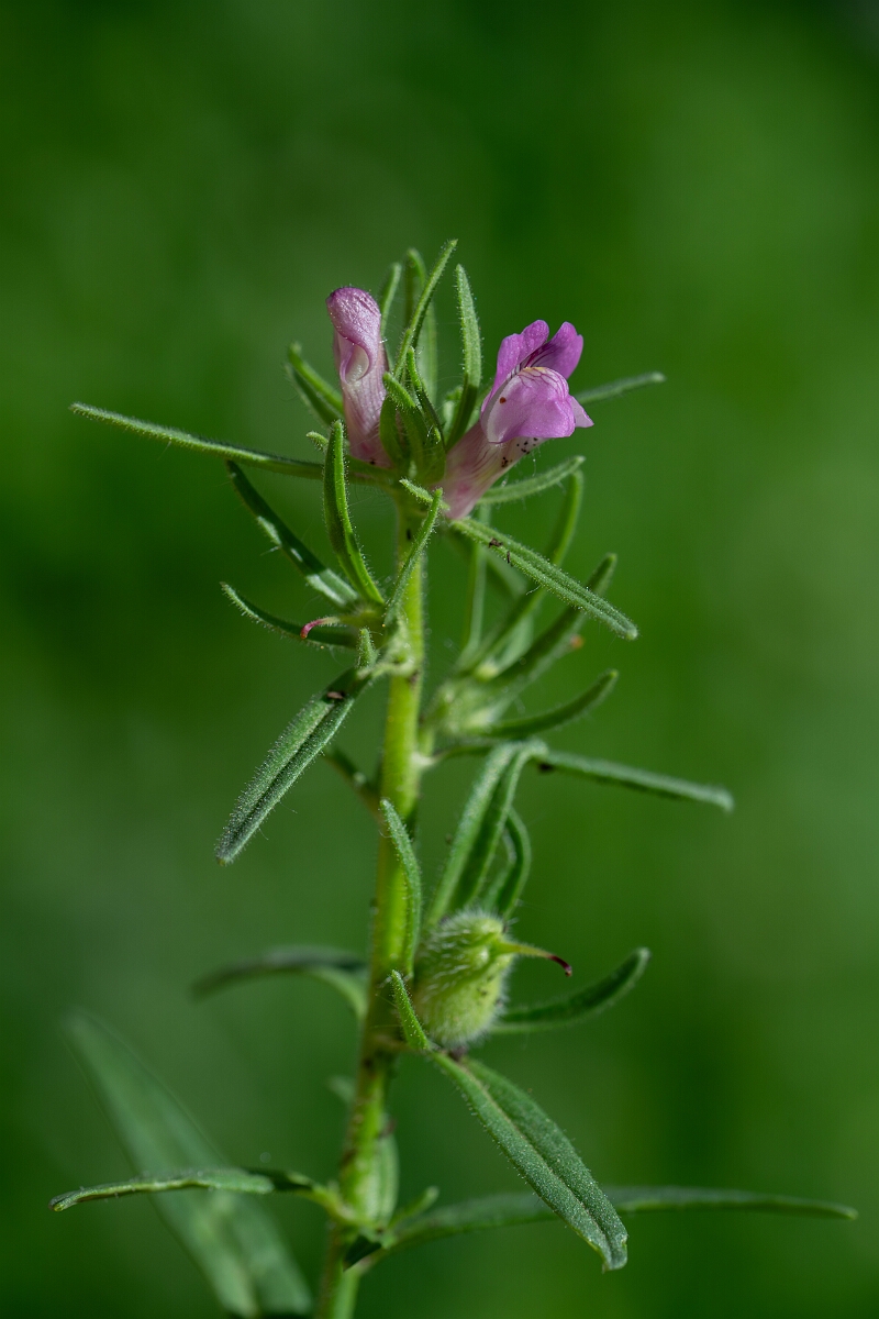 David Plant Photography - Wildlife Photography - Weasel's-snout - H.jpg - Weasel's-snout - Cambridgeshire
