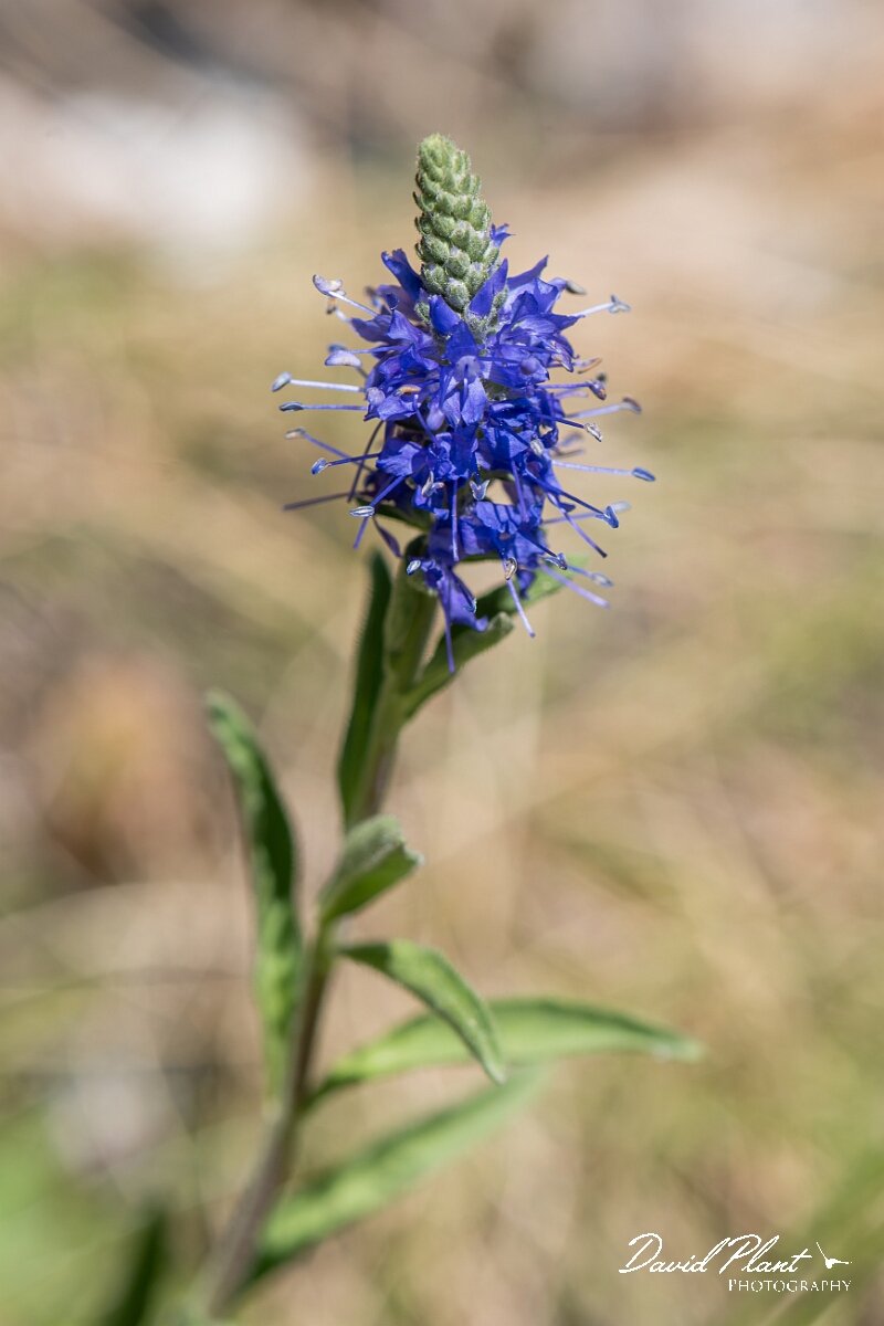 David Plant Photography - Wildlife Photography - Western spiked speedwell - A.jpg - Western spiked speedwell, Veronica spicata hybrida - Bristol