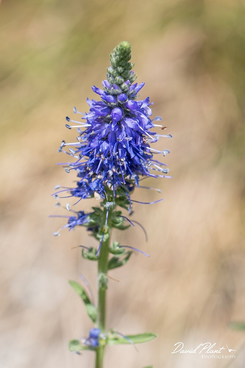 David Plant Photography - Wildlife Photography - Western spiked speedwell - C.jpg - Western spiked speedwell, Veronica spicata hybrida - Bristol