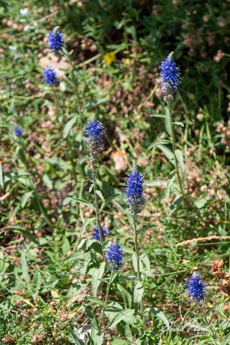 David Plant Photography - Wildlife Photography - Western spiked speedwell - E.jpg - Western spiked speedwell, Veronica spicata hybrida - Bristol