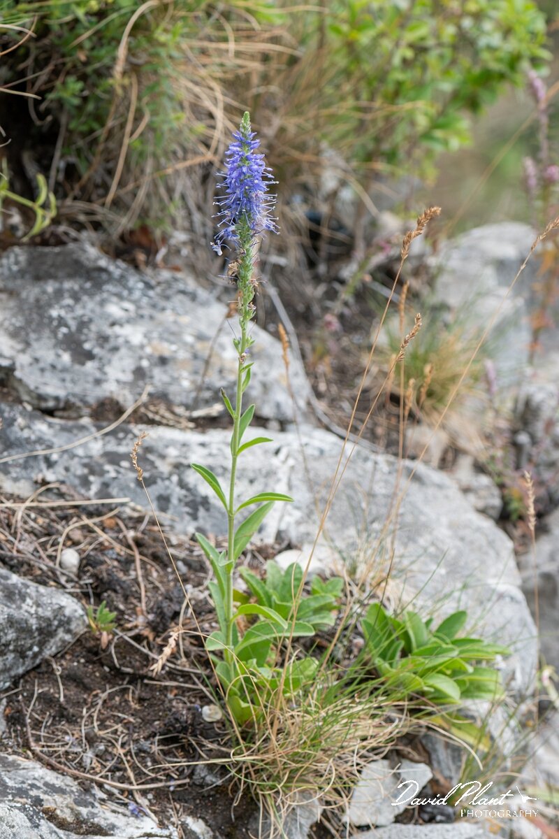 David Plant Photography - Wildlife Photography - Western spiked speedwell - G.jpg - Western spiked speedwell, Veronica spicata hybrida - Bristol