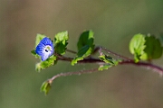 David Plant Photography - Wildlife Photography - Common field speedwell - E