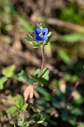 David Plant Photography - Wildlife Photography - Fingered speedwell - E