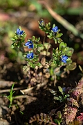David Plant Photography - Wildlife Photography - Fingered speedwell - J