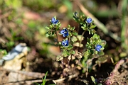 David Plant Photography - Wildlife Photography - Fingered speedwell - K