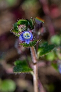 David Plant Photography - Wildlife Photography - Ivy-leaved speedwell - D