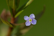 David Plant Photography - Wildlife Photography - Marsh speedwell - D