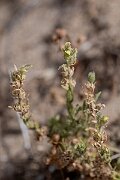 David Plant Photography - Wildlife Photography - Sand toadflax - A