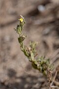 David Plant Photography - Wildlife Photography - Sand toadflax - B