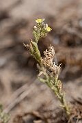 David Plant Photography - Wildlife Photography - Sand toadflax - C