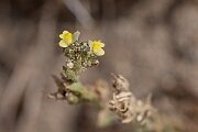 David Plant Photography - Wildlife Photography - Sand toadflax - D