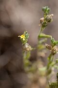 David Plant Photography - Wildlife Photography - Sand toadflax - E