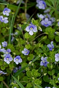 David Plant Photography - Wildlife Photography - Slender speedwell - C