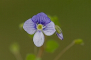 David Plant Photography - Wildlife Photography - Slender speedwell - E