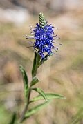 David Plant Photography - Wildlife Photography - Western spiked speedwell - A