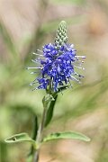 David Plant Photography - Wildlife Photography - Western spiked speedwell - B