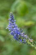 David Plant Photography - Wildlife Photography - Western spiked speedwell - F