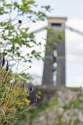 David Plant Photography - Wildlife Photography - Western spiked speedwell - H