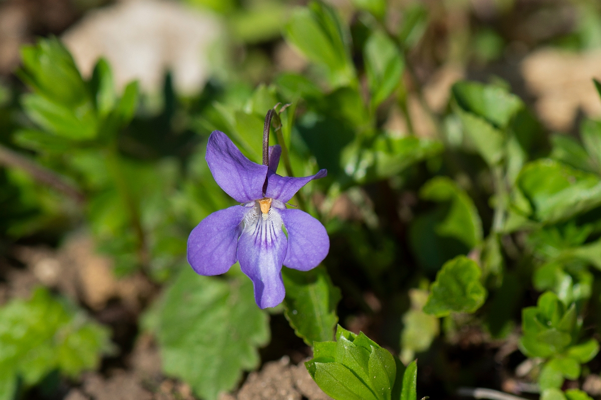 David Plant Photography - Wildlife Photography - Common dog violet - B..JPG - Common dog-violet - Cotswolds