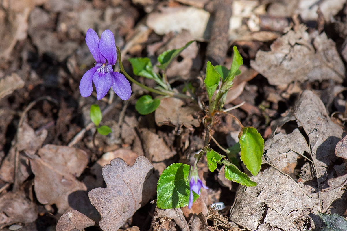 David Plant Photography - Wildlife Photography - Common dog violet - E.JPG - Common dog-violet - Cambridgeshire