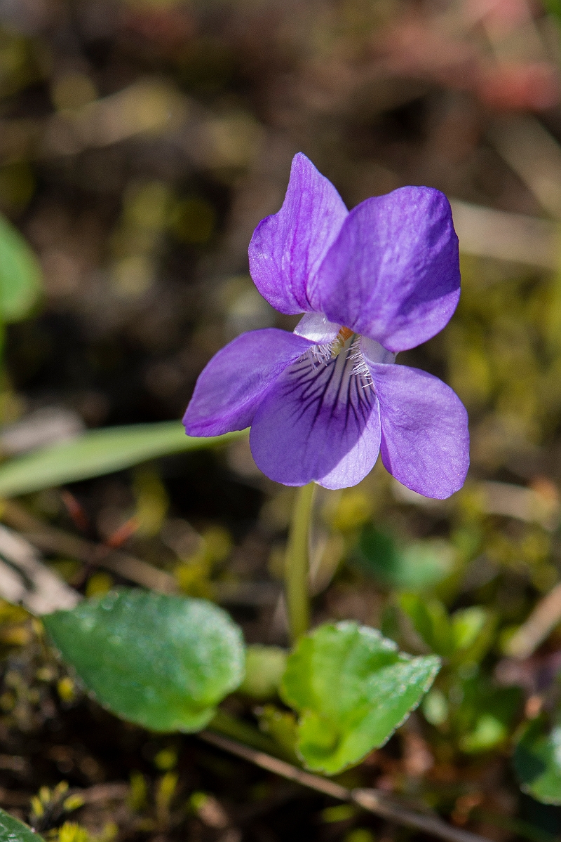 David Plant Photography - Wildlife Photography - Common dog violet - F.JPG - Common dog-violet - Perthshire