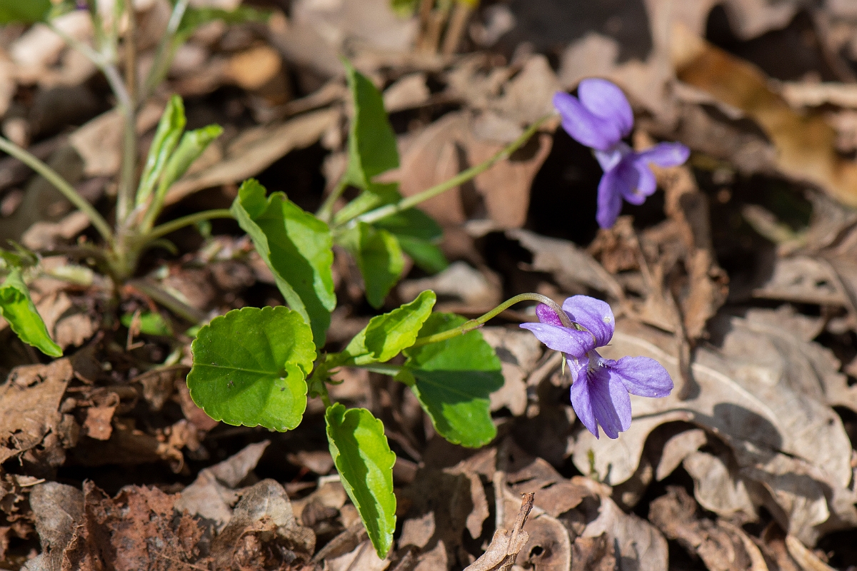 David Plant Photography - Wildlife Photography - Early dog violet - A.JPG - Early dog-violet - Cambridgeshire