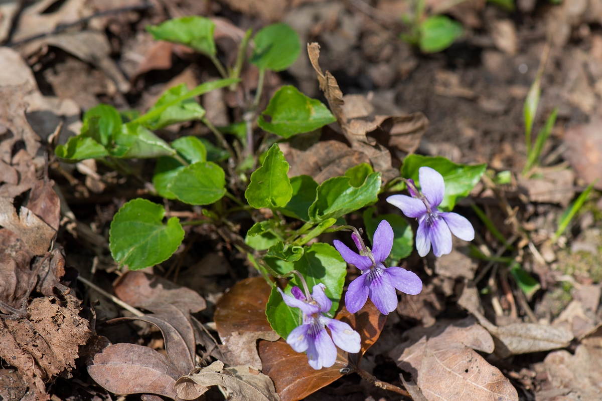 David Plant Photography - Wildlife Photography - Early dog violet - B.JPG - Early dog-violet - Cambridgeshire