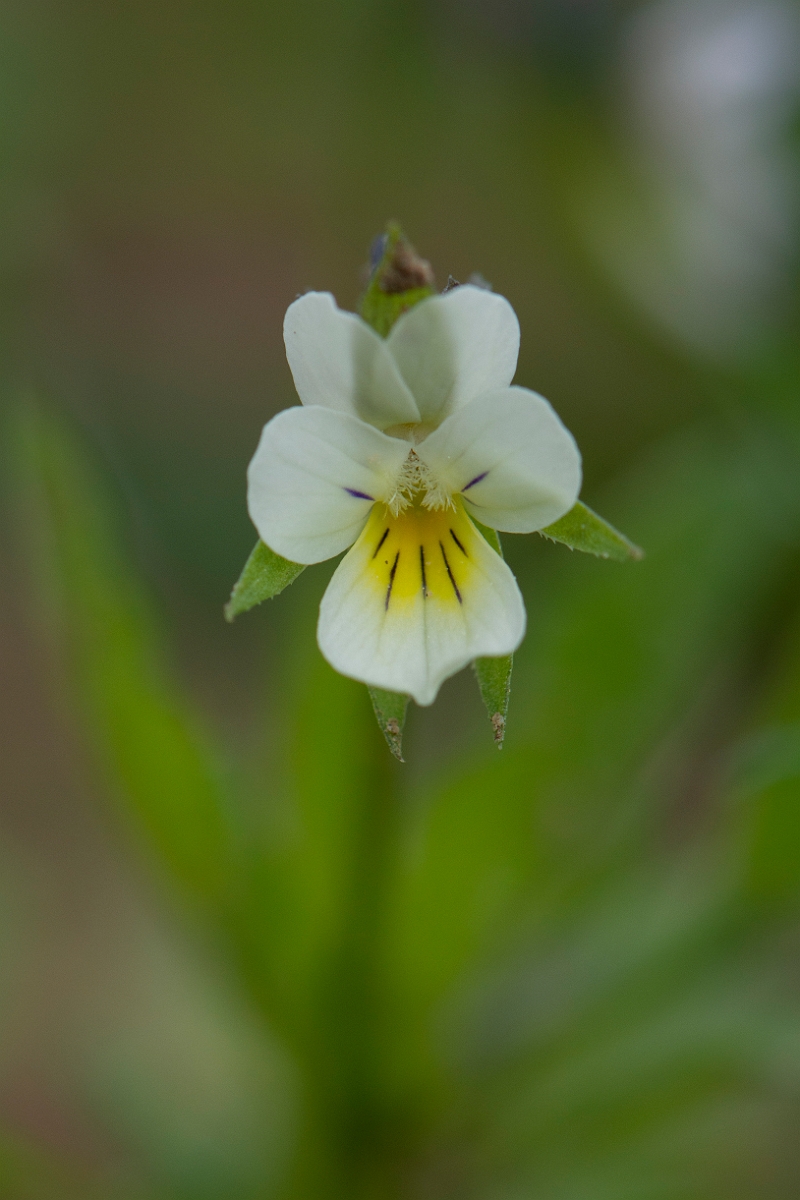David Plant Photography - Wildlife Photography - Field pansy - E.JPG - Field pansy - Suffolk