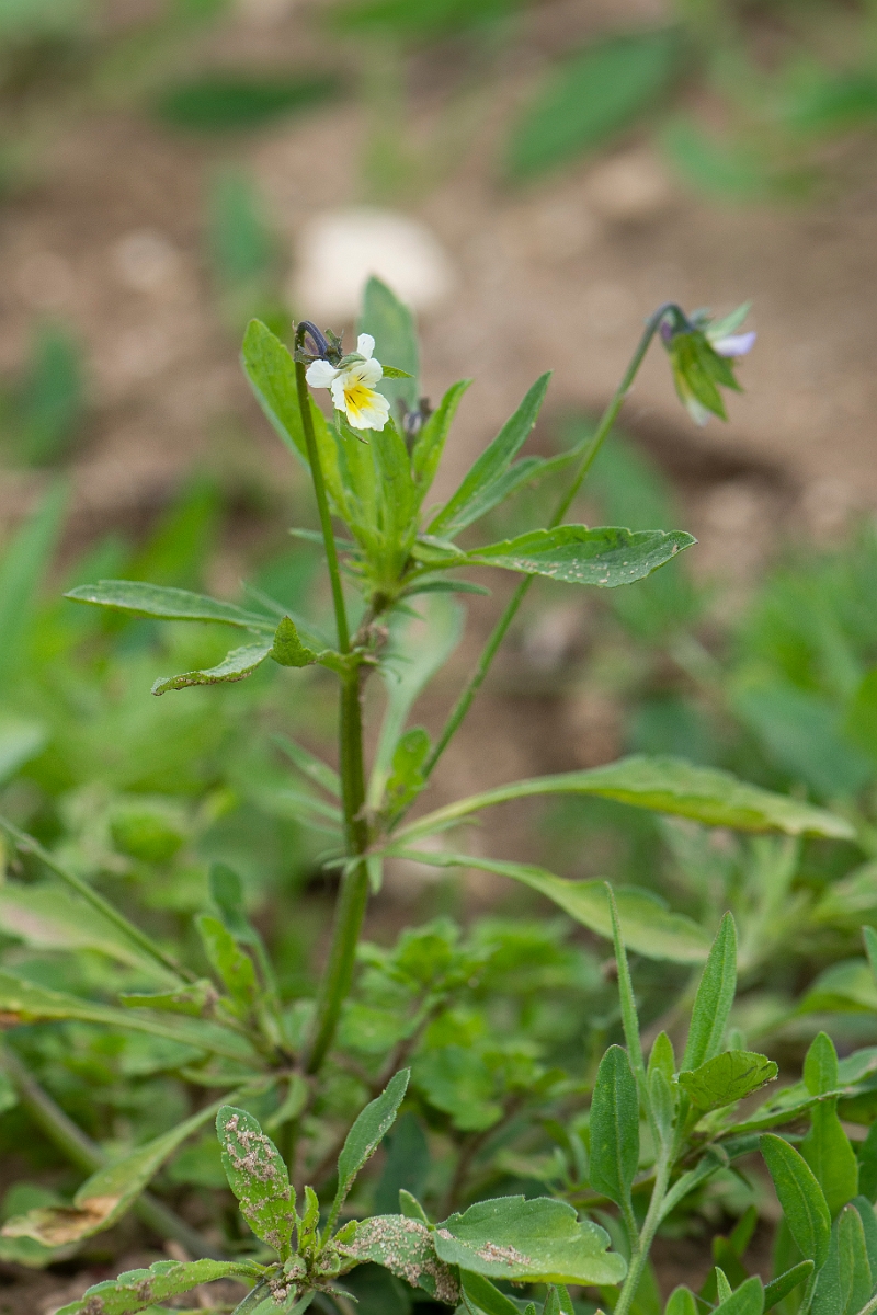 David Plant Photography - Wildlife Photography - Field pansy - F.JPG - Field pansy - Suffolk