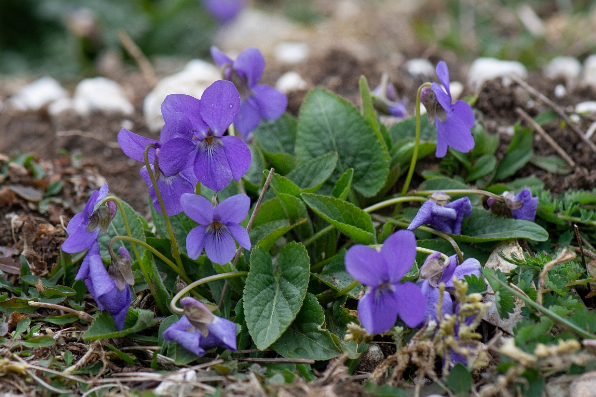 David Plant Photography - Wildlife Photography - Hairy violet - D.JPG - Hairy violet - Hampshire