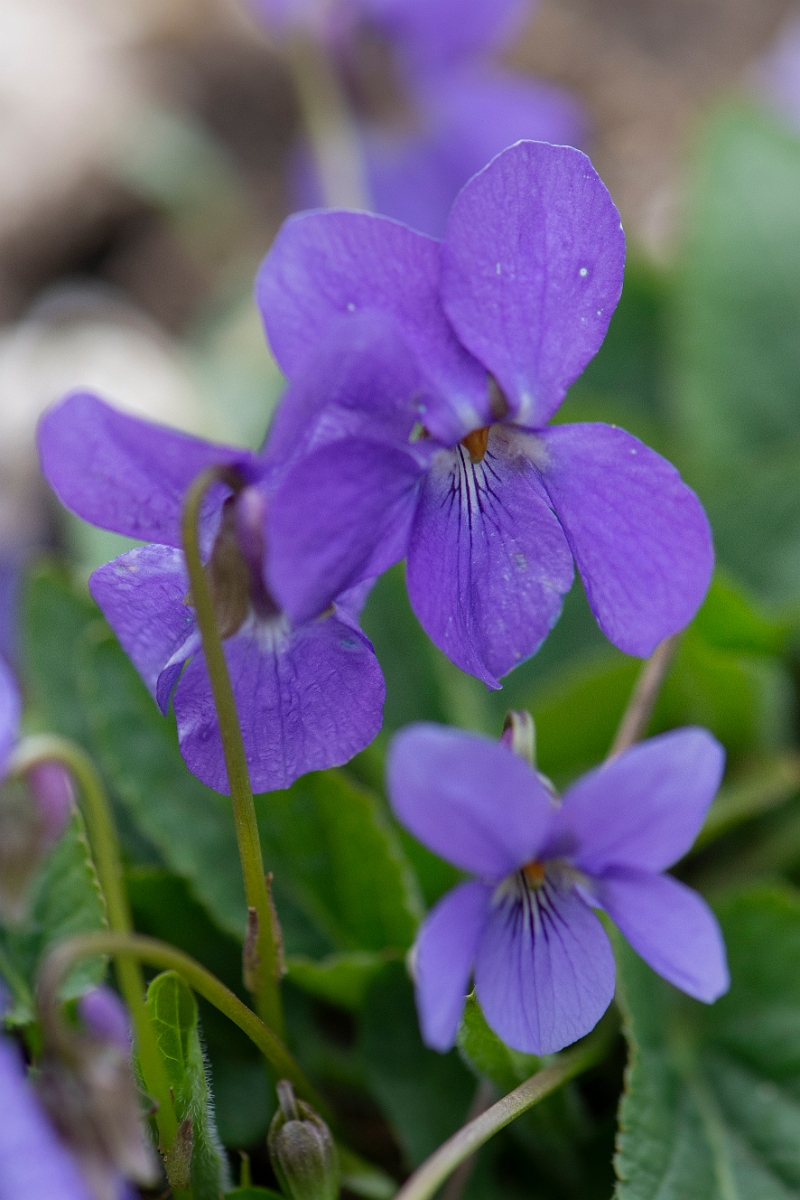 David Plant Photography - Wildlife Photography - Hairy violet - E.JPG - Hairy violet - Hampshire