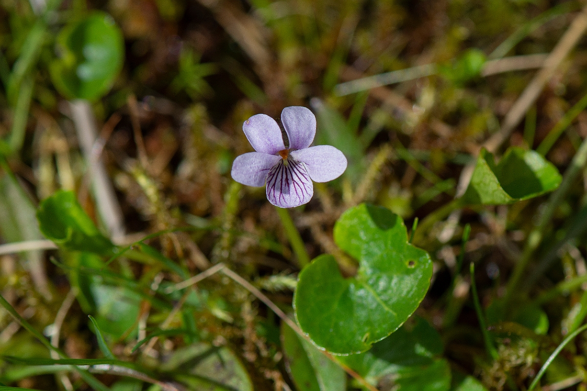 David Plant Photography - Wildlife Photography - Marsh violet - A.JPG - Marsh violet - Perthshire
