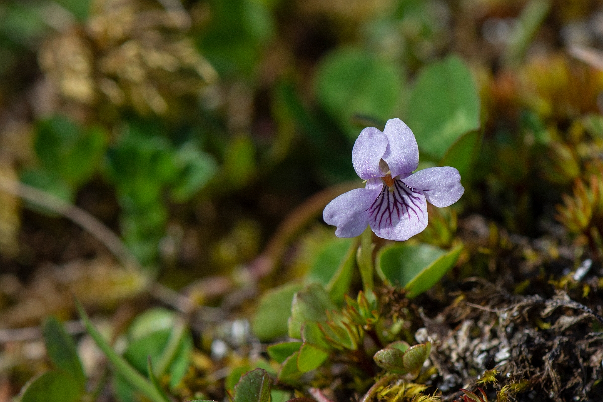 David Plant Photography - Wildlife Photography - Marsh violet - B.JPG - Marsh violet - Perthshire