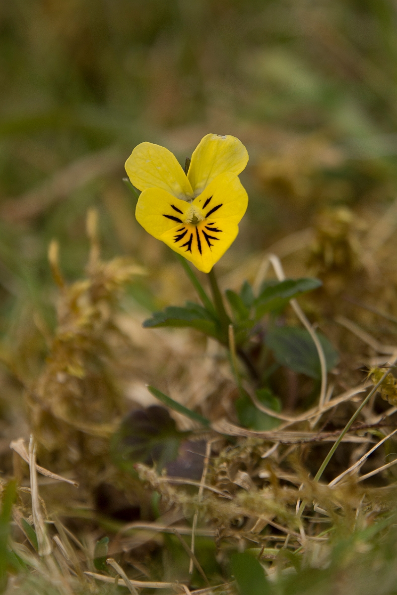 David Plant Photography - Wildlife Photography - Mountain pansy - A.jpg - Mountain pansy - Ayrshire