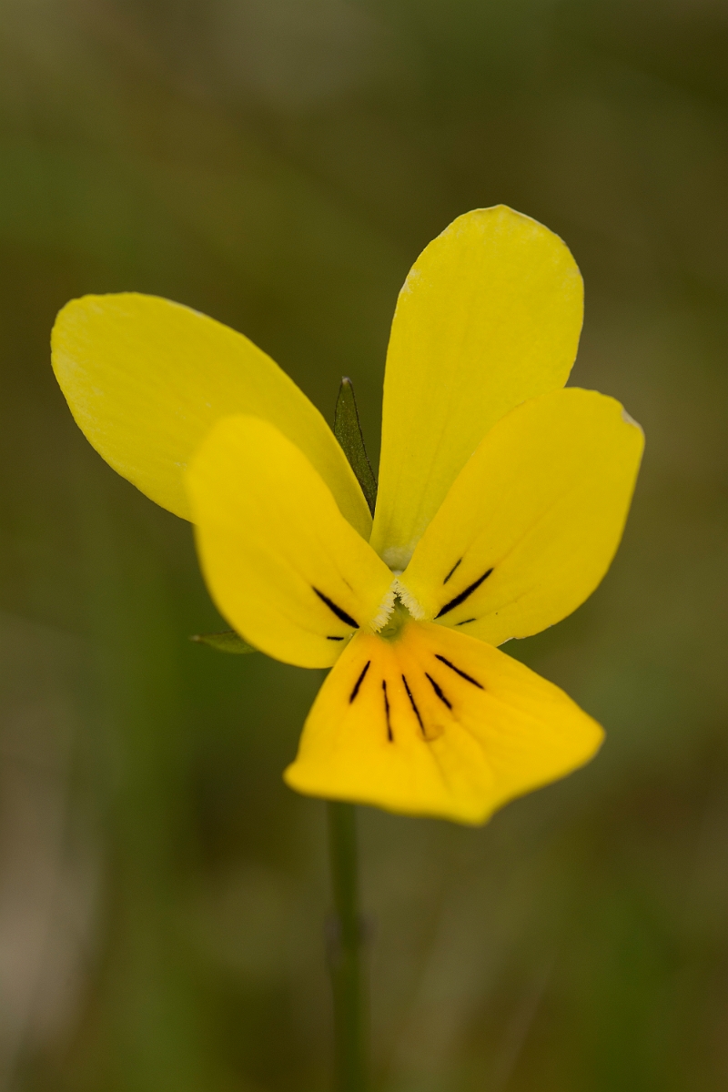 David Plant Photography - Wildlife Photography - Mountain pansy - B.jpg - Mountain pansy - Ayrshire