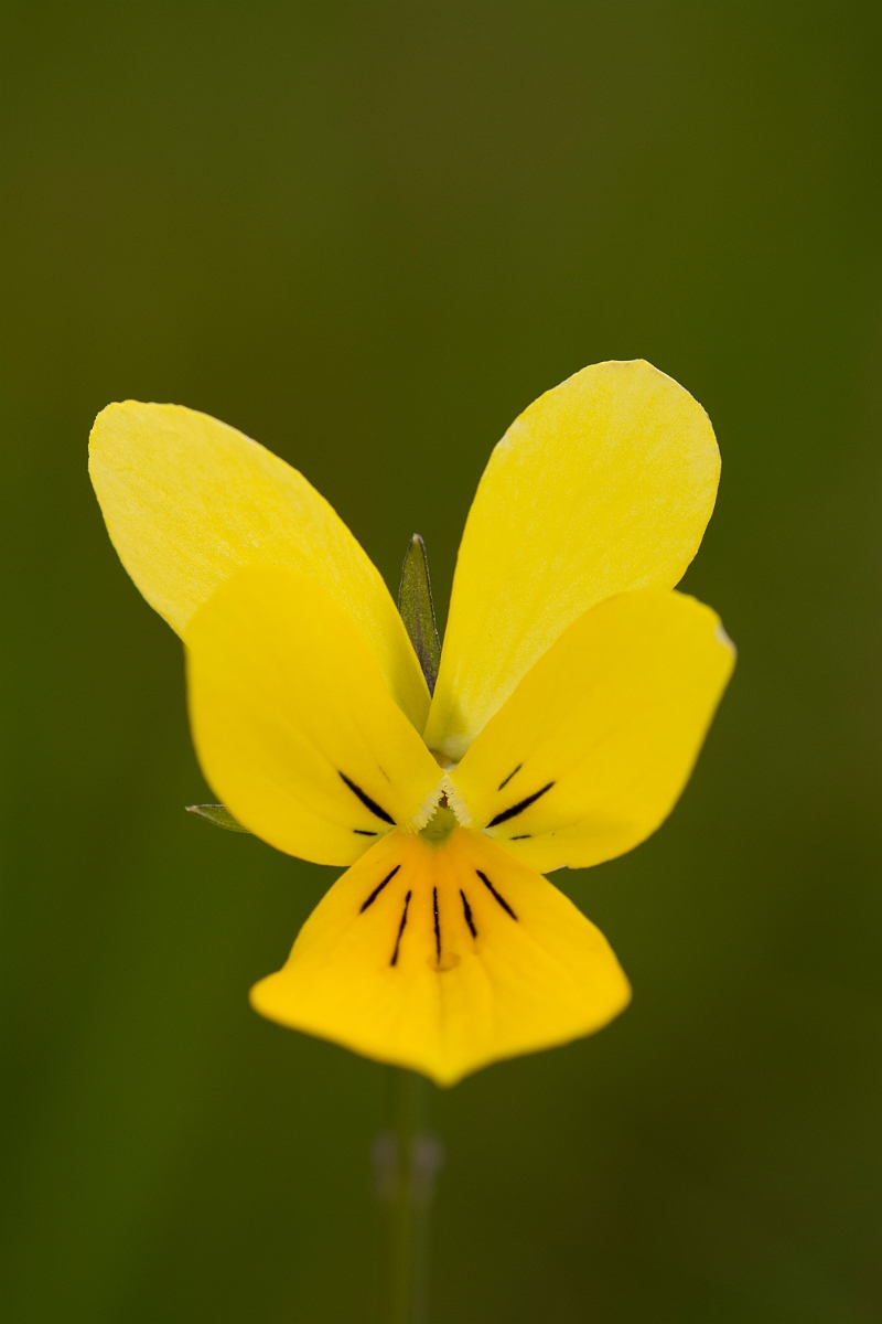 David Plant Photography - Wildlife Photography - Mountain pansy - C.jpg - Mountain pansy - Ayrshire